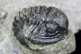 Detailed Gerastos Trilobite Fossil - Morocco #145763-3